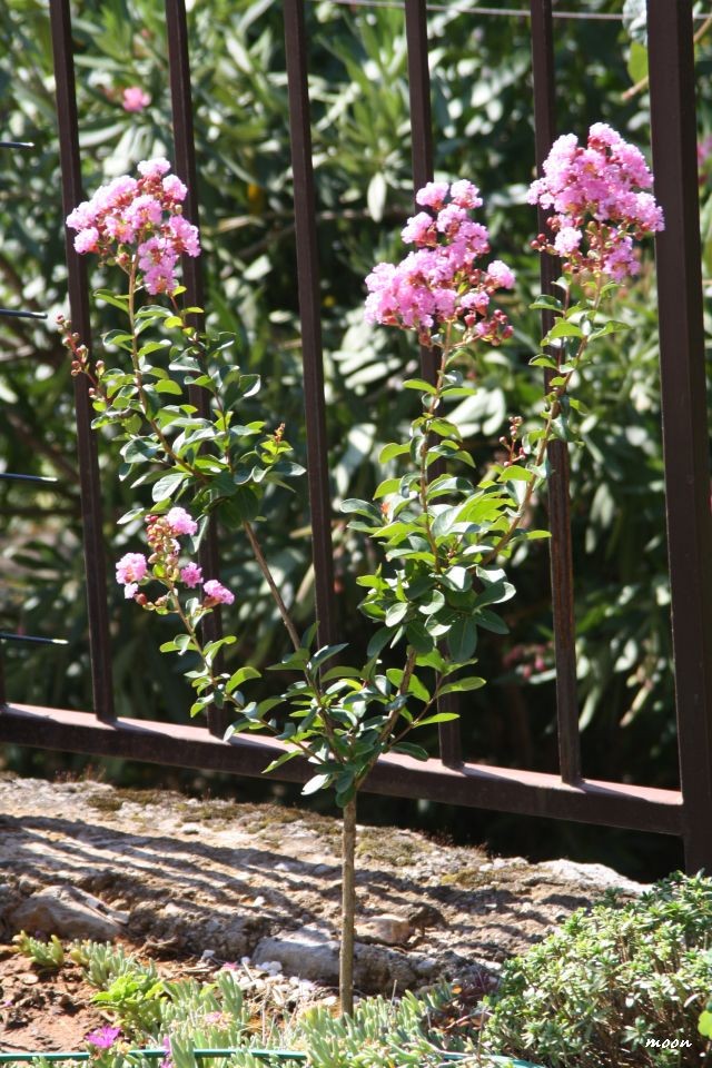 Lagerstroemia indica - kineski jorgovan